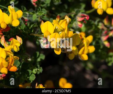 A Buff-tailed Bumble Bee collects pollen from the flowers of Bird's-foot Trefoil. The action of bees pollinating many plants is essential Stock Photo