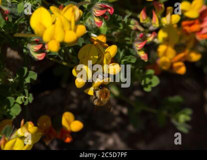 A Buff-tailed Bumble Bee collects pollen from the flowers of Bird's-foot Trefoil. The action of bees pollinating many plants is essential Stock Photo