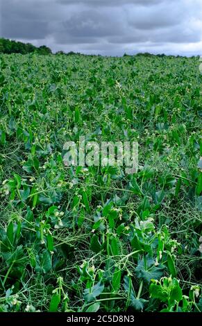 pea crop in field, north norfolk, england Stock Photo