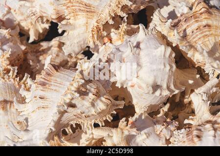 Top view close up of mollusk. Sea mollusks close-up. Background from exotic shells. Texture of shells top view. Concept group of sea shells. Seashells Stock Photo