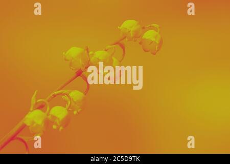 Lily of the valley.Abstract pop art flower in spring yellow and red tinted colors. Toned spring flowers in yellow red tones. Stock Photo