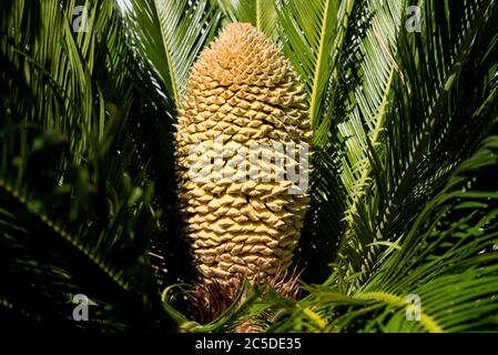 male flower of the cycas plant Stock Photo