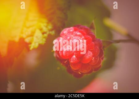Raspberries branch garden. Raspberries in the sun. Red berry with green leaves in the sun. Photo of ripe raspberries branch. Stock Photo