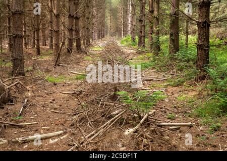 An symmetrical avenue between 2 rows of planted pine trees filled with heaped small branches diminishing into the distance. Stock Photo