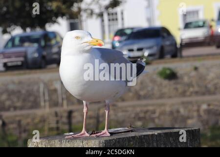 Seagull sitting on wooden post with backdrop of cars Stock Photo