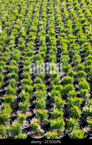 Top view of small thuja occidentalis in garden center. Coniferous nursery outdoor. Stock Photo