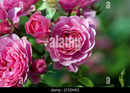 Pink Bulgarian Rose bush blooming in summer garden Stock Photo