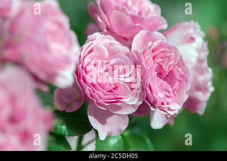 pink roses in bloom, peony double rose bush outdoors Stock Photo