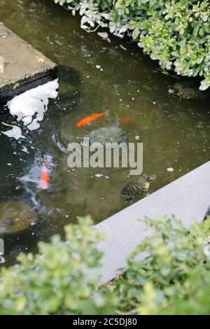 Orange fish and water turtles. They swim in their pond in the forest. Stock Photo