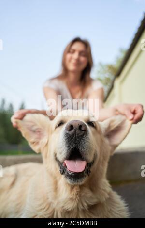 Close-up of girl holding dog by ears on summer day Stock Photo