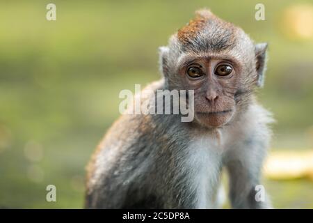 Close up portrait of macaque monkey sits on the mossy steps of the temple. Blurred background. Monkey forest, Bali, Indonesia. Stock Photo