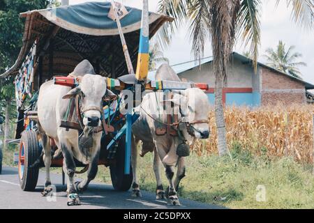 Cow cart or Gerobak Sapi with two white oxen pulling wooden cart with hay on road in Indonesia attending Gerobak Sapi Festival. Stock Photo