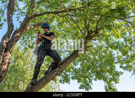 A Tree Surgeon or Arborist using safety ropes stands on a tree branch  cutting off branches Stock Photo - Alamy