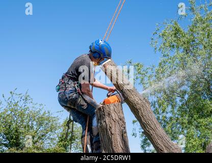 A Tree Surgeon or Arborist cutting a tree stem using a chainsaw. Stock Photo