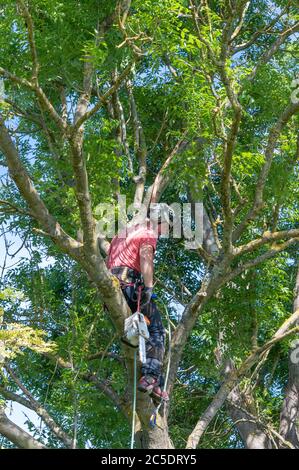 A Tree Surgeon or Arborist roped to a tree ready to work. Stock Photo