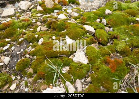 Round natural stone covered with moss. Green spruce branches. Nature background concept. Stone close up. Gardening. Stock Photo