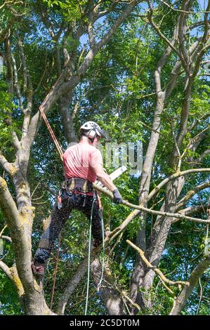 A Tree Surgeon or Arborist standing in a tree cutting off branches. Stock Photo
