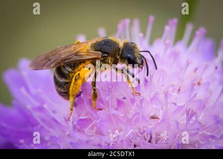 Wild bee on a violet flower Stock Photo