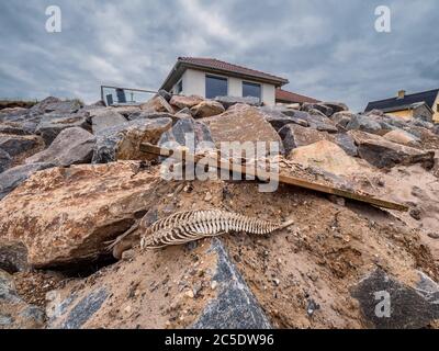 Porpoise skeleton at the beach in Lild, Denmark Stock Photo