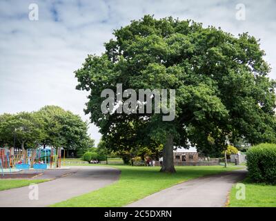 BIDEFORD, DEVON, UK - JULY 1 2020: oak tree planted 1905, with modern children. Stock Photo