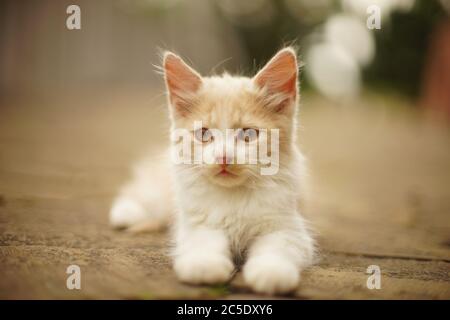 Lovely beige fluffy kitten resting in a summer garden Stock Photo