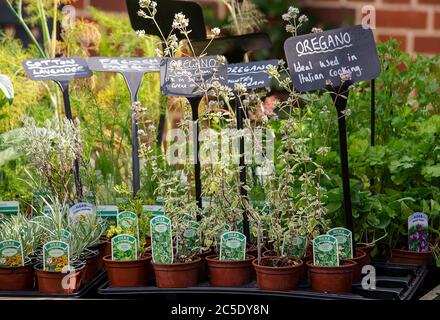 Different herb plants in little pots. Stock Photo