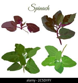 spinach leaf green cartoon vector illustration Stock Vector Image & Art ...
