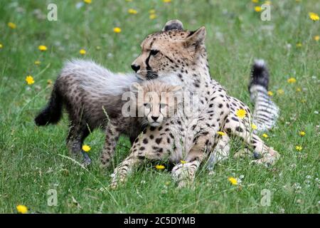 One of four 11-week old cheetah cubs which were born at Colchester Zoo in Essex, during lockdown, next to its mother Sia, as it explores the outdoor enclosure for the first time. The three females have been named Nova, Hope and Star (NHS), to honour the work of the NHS during the pandemic, with the male cub being named Colonel Tom, after the war veteran who raised more than GBP 32million for the NHS. Stock Photo