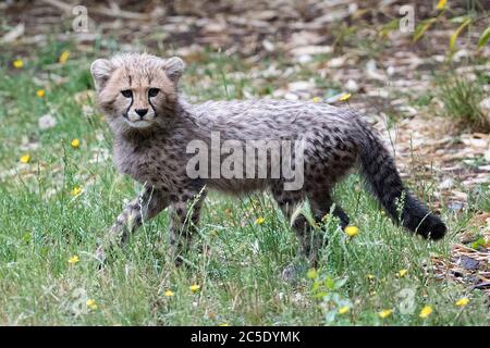 One of four 11-week old cheetah cubs which were born at Colchester Zoo in Essex, during lockdown, explores the outdoor enclosure for the first time. The three females have been named Nova, Hope and Star (NHS), to honour the work of the NHS during the pandemic, with the male cub being named Colonel Tom, after the war veteran who raised more than GBP 32million for the NHS. Stock Photo