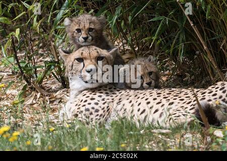 Two of four 11-week old cheetah cubs which were born at Colchester Zoo in Essex, during lockdown, sit next to their mother Sia, as they explore the outdoor enclosure for the first time. The three females have been named Nova, Hope and Star (NHS), to honour the work of the NHS during the pandemic, with the male cub being named Colonel Tom, after the war veteran who raised more than GBP 32million for the NHS. Stock Photo