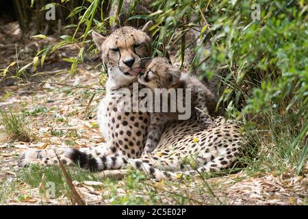 One of four 11-week old cheetah cubs which were born at Colchester Zoo in Essex, during lockdown, is licked by its mother Sia, as it explores the outdoor enclosure for the first time. The three females have been named Nova, Hope and Star (NHS), to honour the work of the NHS during the pandemic, with the male cub being named Colonel Tom, after the war veteran who raised more than GBP 32million for the NHS. Stock Photo