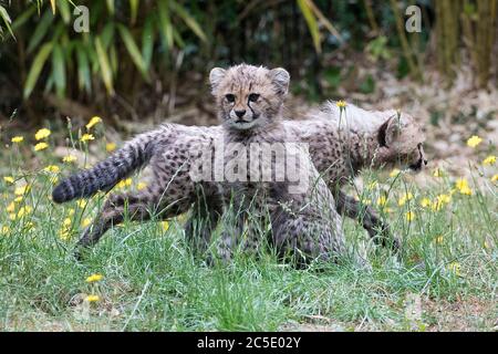 Two of four 11-week old cheetah cubs which were born at Colchester Zoo in Essex, during lockdown, explores the outdoor enclosure for the first time. The three females have been named Nova, Hope and Star (NHS), to honour the work of the NHS during the pandemic, with the male cub being named Colonel Tom, after the war veteran who raised more than GBP 32million for the NHS. Stock Photo