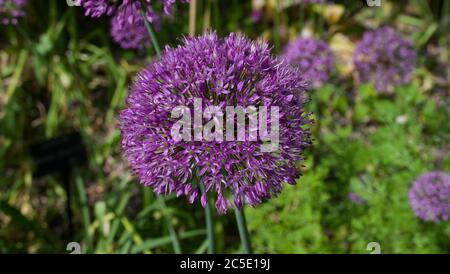 Beautiful purple allium flower head in garden with flowerbed in background Stock Photo