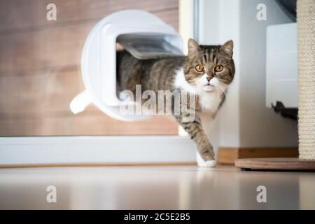 tabby white british shorthair cat coming home entering room through cat flap in window looking at camera Stock Photo