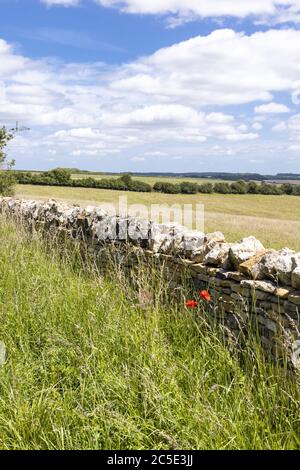 Poppies and a dry stone wall beside Campden Lane (an ancient drovers road) now a bridleway on the Cotswold Hills near the hamlet of Farmcote, Gloucest Stock Photo