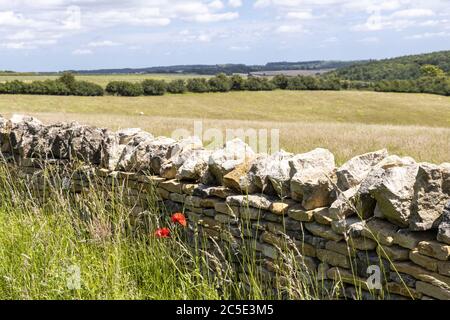 Poppies and a dry stone wall beside Campden Lane (an ancient drovers road) now a bridleway on the Cotswold Hills near the hamlet of Farmcote, Gloucest Stock Photo