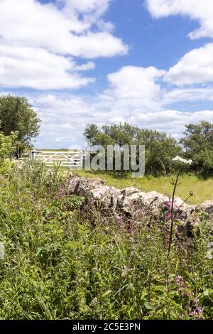 A dry stone wall beside Campden Lane (an ancient drovers road) now a bridleway on the Cotswold Hills near the hamlet of Farmcote, Gloucestershire UK Stock Photo