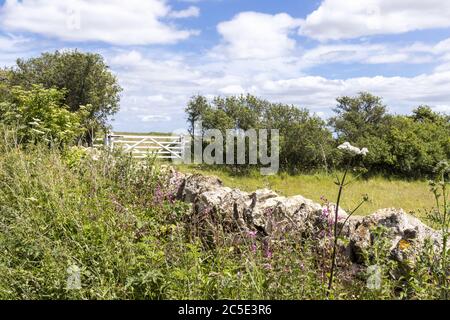 A dry stone wall beside Campden Lane (an ancient drovers road) now a bridleway on the Cotswold Hills near the hamlet of Farmcote, Gloucestershire UK Stock Photo