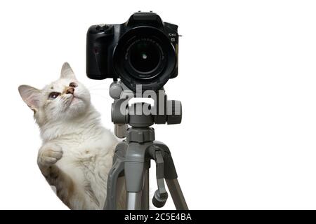 Funny beige cat is photographer with DSLR camera on tripod. Isolated on white background Stock Photo