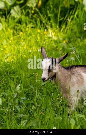 Small white - brown domestic goat grazing Stock Photo