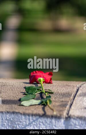 Discarded red rose left on top of the concrete balustrade, the symbol of the unrequited love (one-sided love) Stock Photo