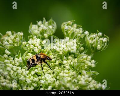 A Eurasian bee beetle (Trichius fasciatus, Scarabaeidae) sitting on a white flower Stock Photo