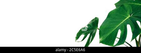 Real monstera plant leaves with raindrops on white background. Horizontal banner with copy space. Tropical, botanical nature concept. Stock Photo