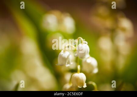 Spring time comes with lily of the valleys Stock Photo