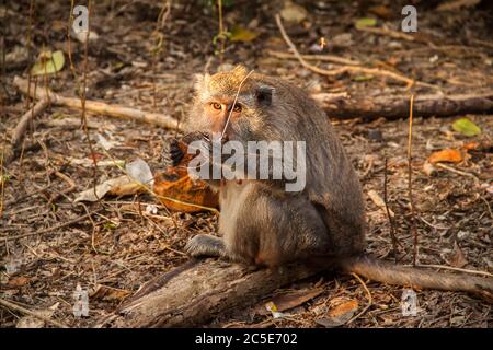 Thief monkey in Bali playing with sunglasses at Uluwatu Temple Stock Photo