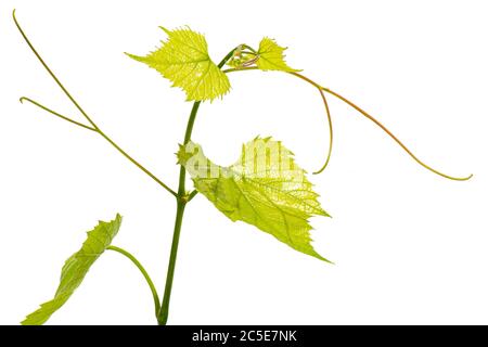 Single decorative branch of fresh grapevine on white background Stock Photo