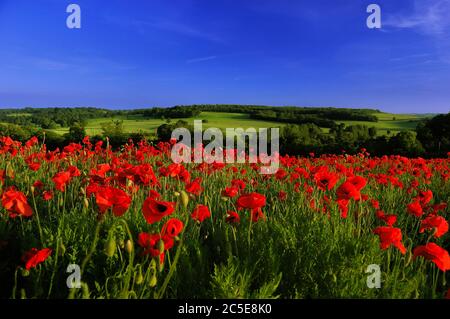 Late night shot in Barham of the poppy fields Stock Photo