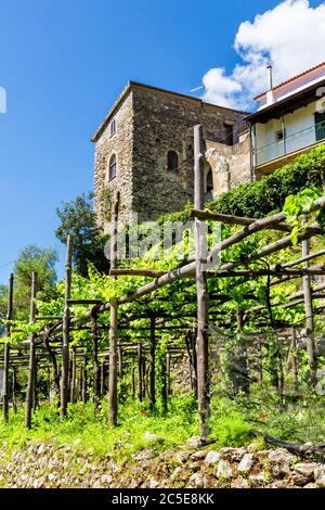 Ravello, Italy - Vineyards along the trekking route from Scala to Ravello in Amalfi coast Stock Photo