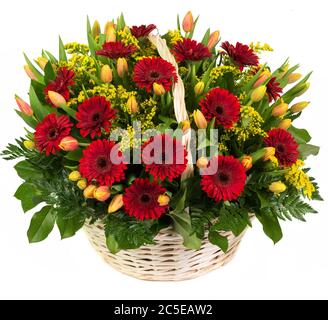 Natural red gerberas and tulips in a basket isolated on white background Stock Photo