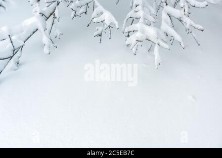 Background of snow texture with copy space for text. Plain snowy pure landscape. Scene of white surface and branches in winter. Bright fresh snow clos Stock Photo